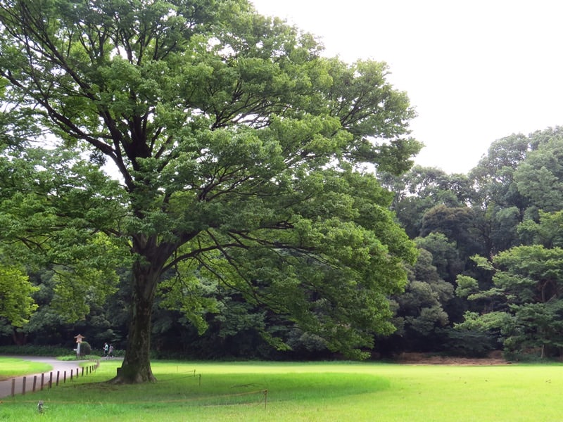 Day2-1富士山行前負重訓練(上)─靖國神社、北の丸公園、明治神宮