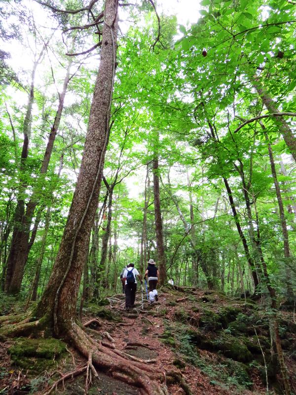 Day3青木ケ原樹海自然步道O形、富岳風穴、鳴沢冰穴
