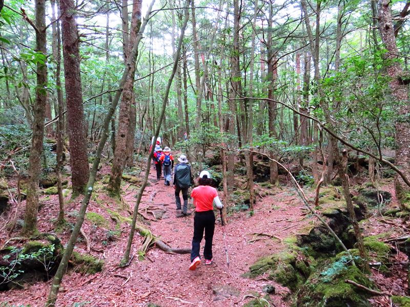 Day3青木ケ原樹海自然步道O形、富岳風穴、鳴沢冰穴