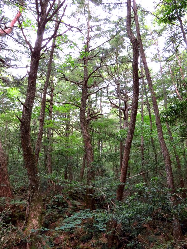 Day3青木ケ原樹海自然步道O形、富岳風穴、鳴沢冰穴