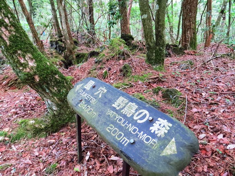 Day3青木ケ原樹海自然步道O形、富岳風穴、鳴沢冰穴