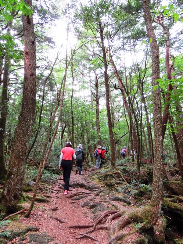 Day3青木ケ原樹海自然步道O形、富岳風穴、鳴沢冰穴