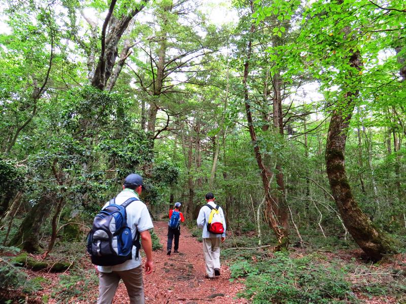 Day3青木ケ原樹海自然步道O形、富岳風穴、鳴沢冰穴