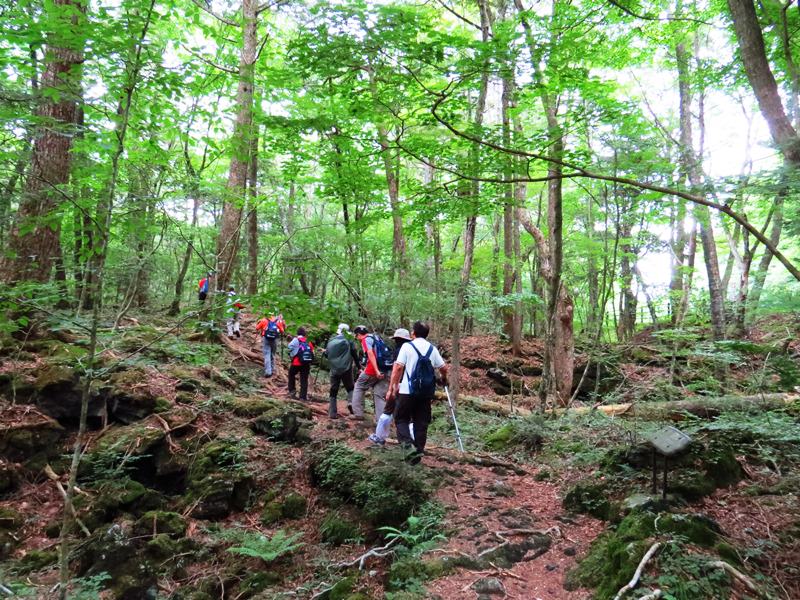 Day3青木ケ原樹海自然步道O形、富岳風穴、鳴沢冰穴