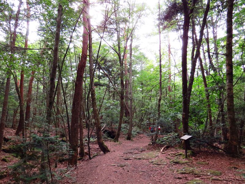 Day3青木ケ原樹海自然步道O形、富岳風穴、鳴沢冰穴