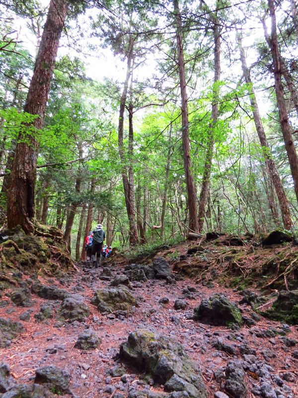 Day3青木ケ原樹海自然步道O形、富岳風穴、鳴沢冰穴