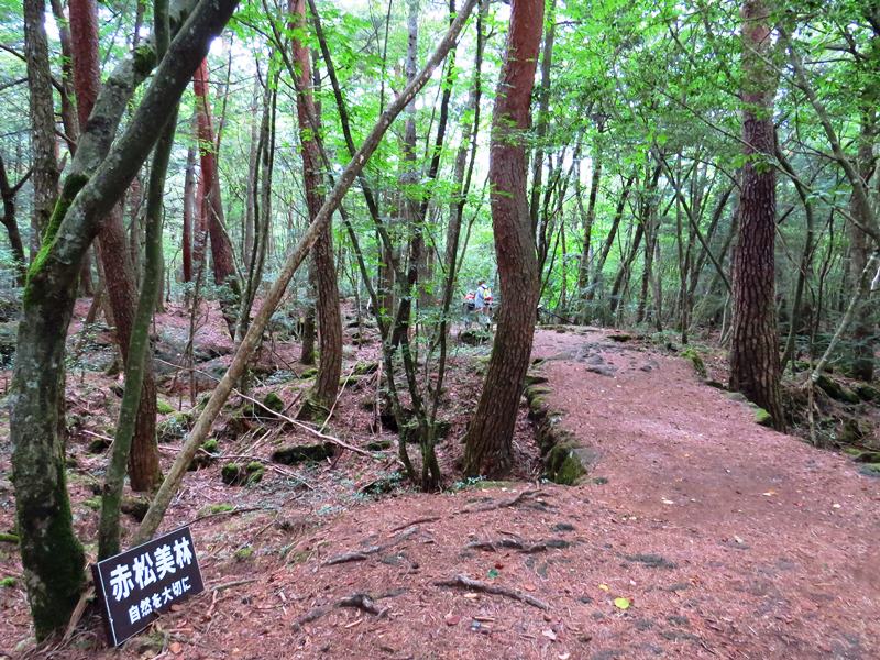 Day3青木ケ原樹海自然步道O形、富岳風穴、鳴沢冰穴