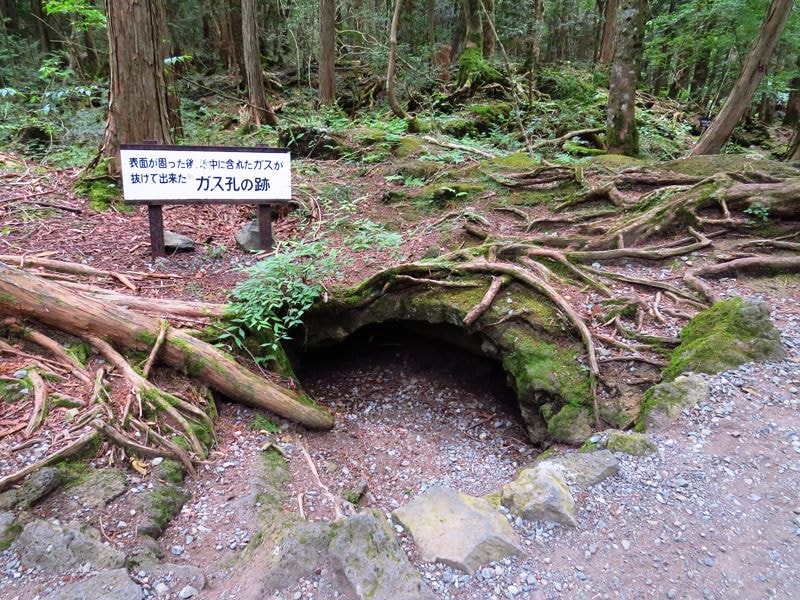 Day3青木ケ原樹海自然步道O形、富岳風穴、鳴沢冰穴