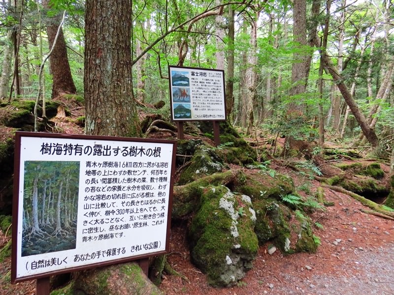 Day3青木ケ原樹海自然步道O形、富岳風穴、鳴沢冰穴