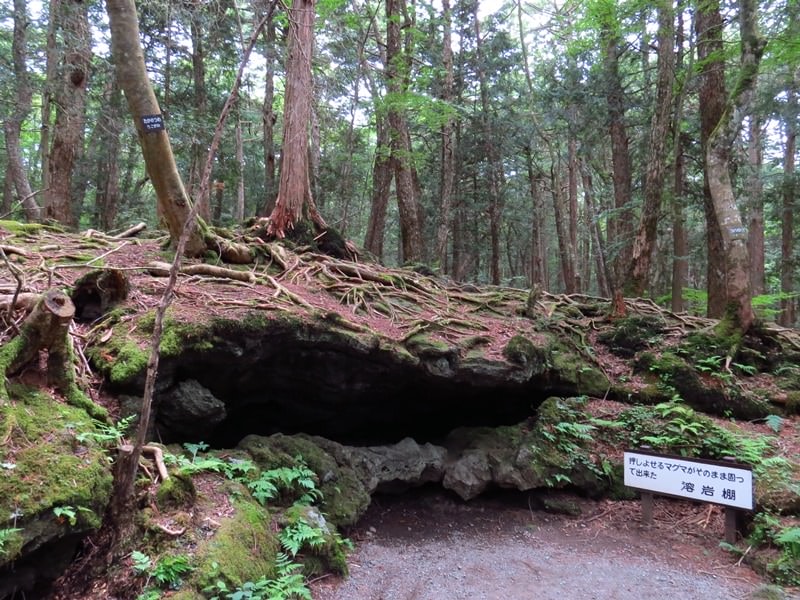 Day3青木ケ原樹海自然步道O形、富岳風穴、鳴沢冰穴