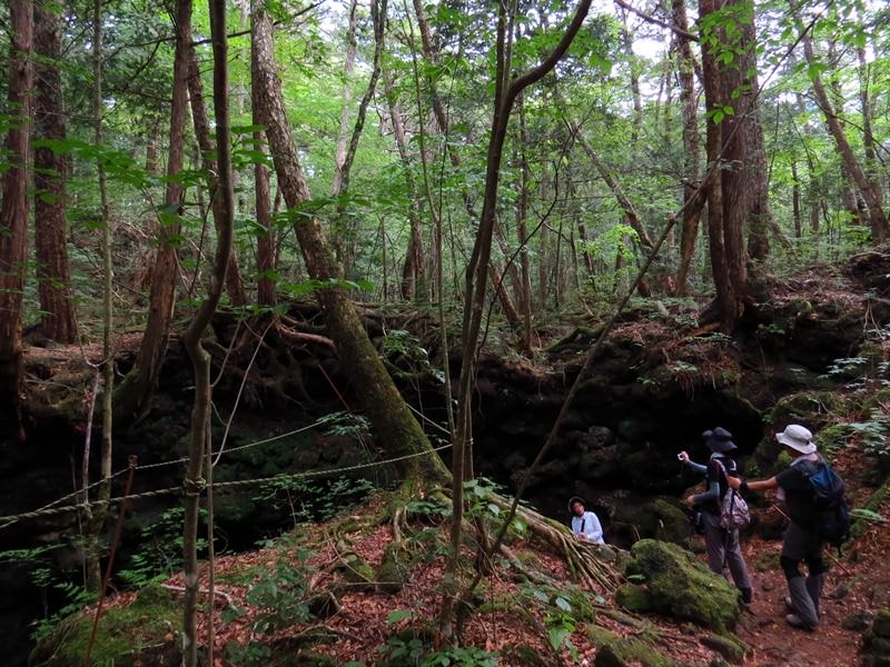 Day3青木ケ原樹海自然步道O形、富岳風穴、鳴沢冰穴