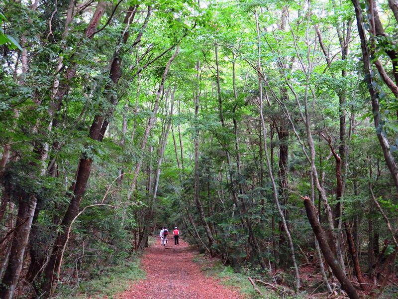 Day3青木ケ原樹海自然步道O形、富岳風穴、鳴沢冰穴