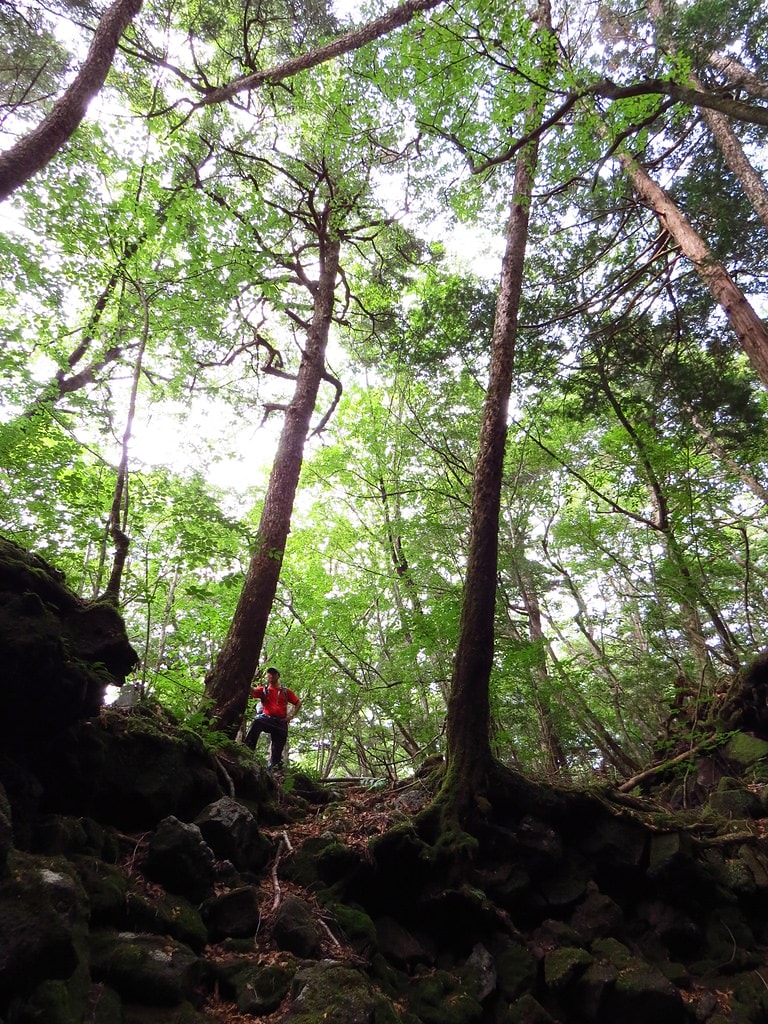 Day3青木ケ原樹海自然步道O形、富岳風穴、鳴沢冰穴