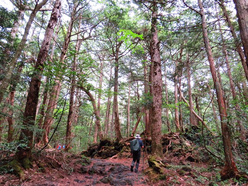 Day3青木ケ原樹海自然步道O形、富岳風穴、鳴沢冰穴