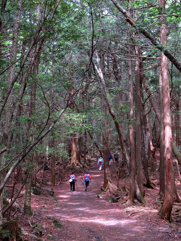 Day3青木ケ原樹海自然步道O形、富岳風穴、鳴沢冰穴