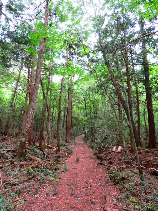 Day3青木ケ原樹海自然步道O形、富岳風穴、鳴沢冰穴