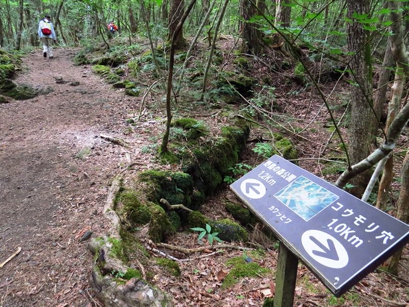 Day3青木ケ原樹海自然步道O形、富岳風穴、鳴沢冰穴