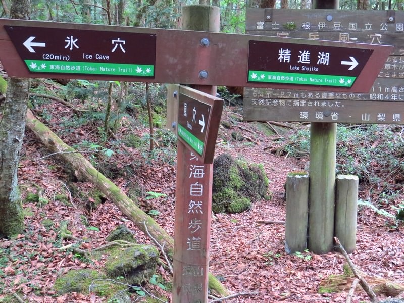 Day3青木ケ原樹海自然步道O形、富岳風穴、鳴沢冰穴