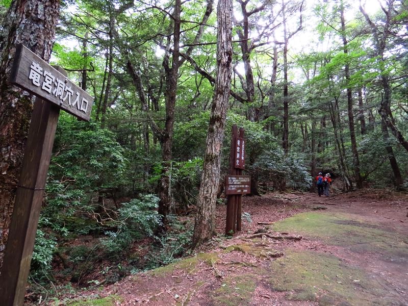 Day3青木ケ原樹海自然步道O形、富岳風穴、鳴沢冰穴