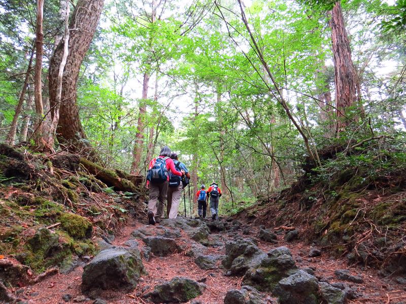 Day3青木ケ原樹海自然步道O形、富岳風穴、鳴沢冰穴