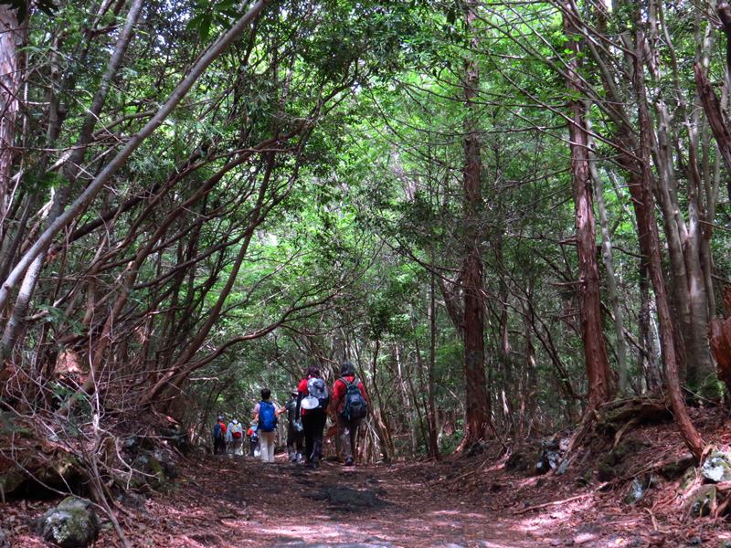 Day3青木ケ原樹海自然步道O形、富岳風穴、鳴沢冰穴
