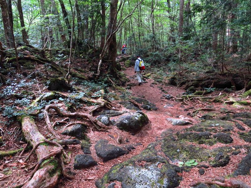 Day3青木ケ原樹海自然步道O形、富岳風穴、鳴沢冰穴