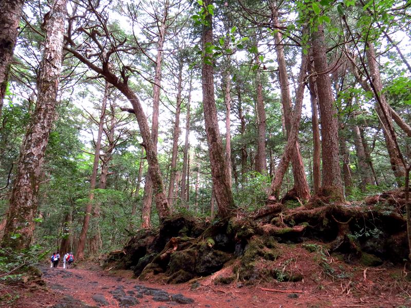 Day3青木ケ原樹海自然步道O形、富岳風穴、鳴沢冰穴