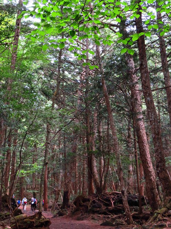 Day3青木ケ原樹海自然步道O形、富岳風穴、鳴沢冰穴