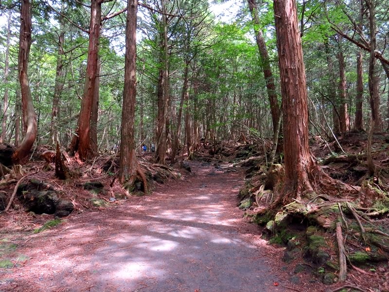Day3青木ケ原樹海自然步道O形、富岳風穴、鳴沢冰穴