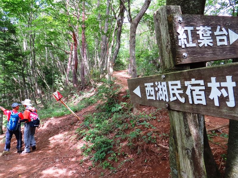 Day3青木ケ原樹海自然步道O形、富岳風穴、鳴沢冰穴