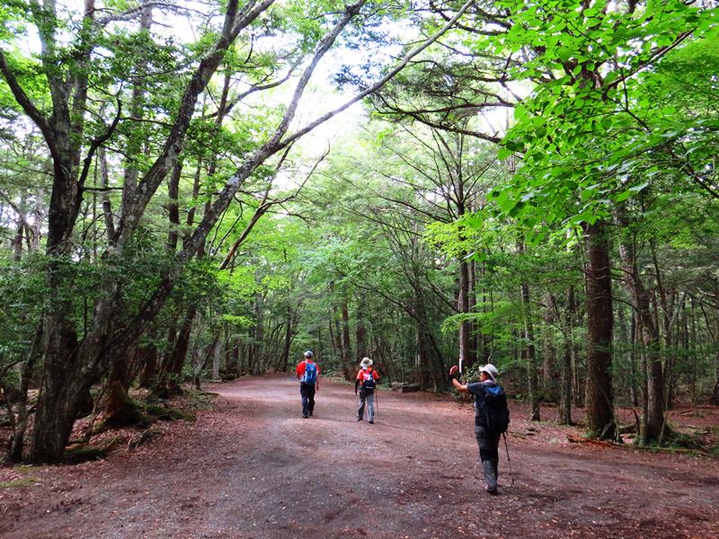 Day3青木ケ原樹海自然步道O形、富岳風穴、鳴沢冰穴