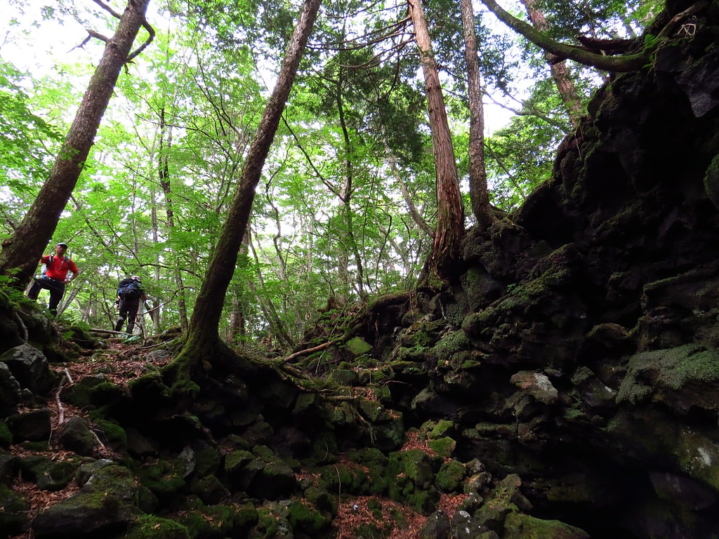 Day3青木ケ原樹海自然步道O形、富岳風穴、鳴沢冰穴