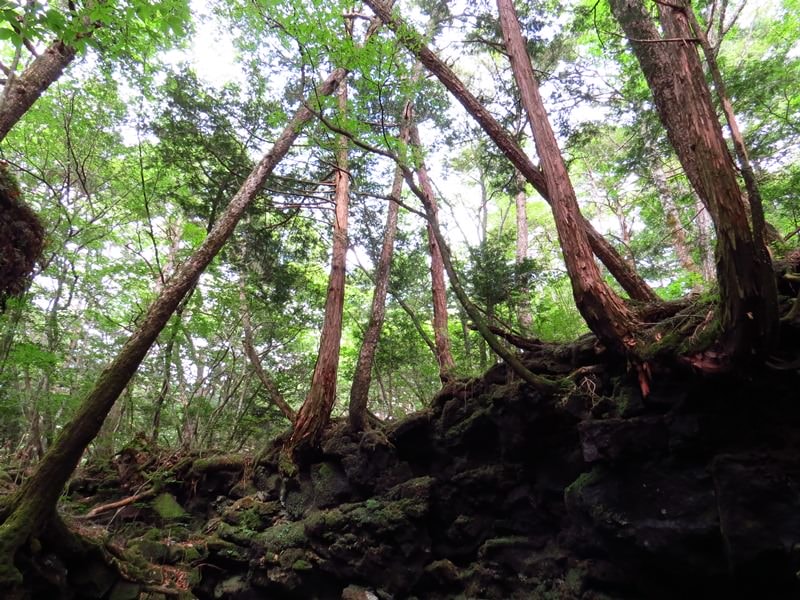 Day3青木ケ原樹海自然步道O形、富岳風穴、鳴沢冰穴