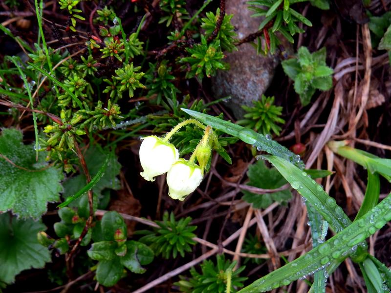 Day6晨踏雪溪攀槍岳 (日本百名山─槍ヶ岳)