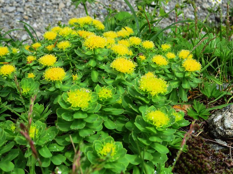Day6晨踏雪溪攀槍岳 (日本百名山─槍ヶ岳)