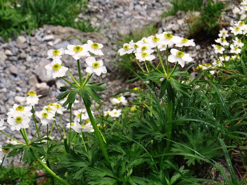 Day6晨踏雪溪攀槍岳 (日本百名山─槍ヶ岳)