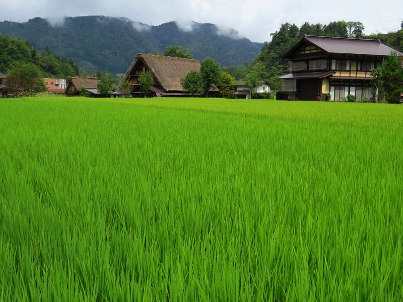 Day7-1遺世獨立的合掌村─白川鄉荻町