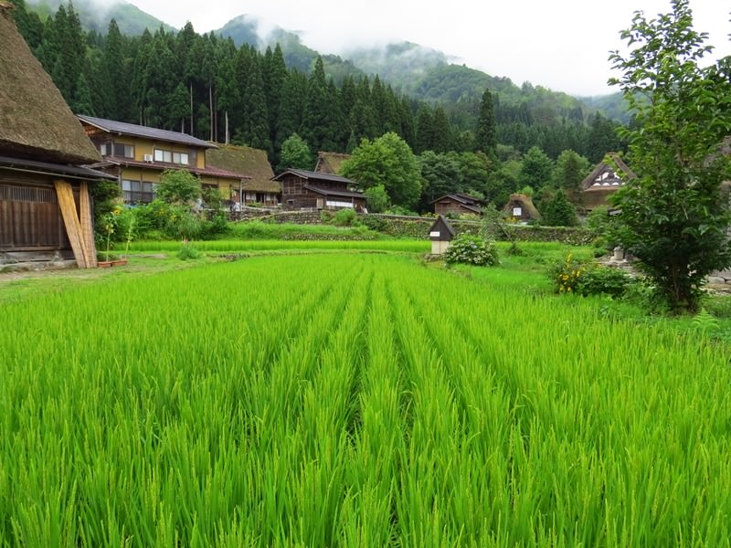 Day7-1遺世獨立的合掌村─白川鄉荻町