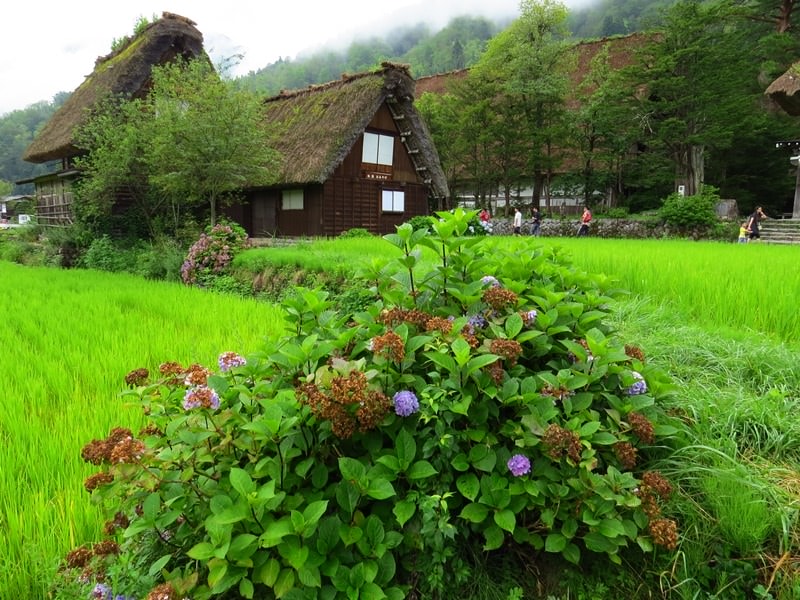 Day7-1遺世獨立的合掌村─白川鄉荻町