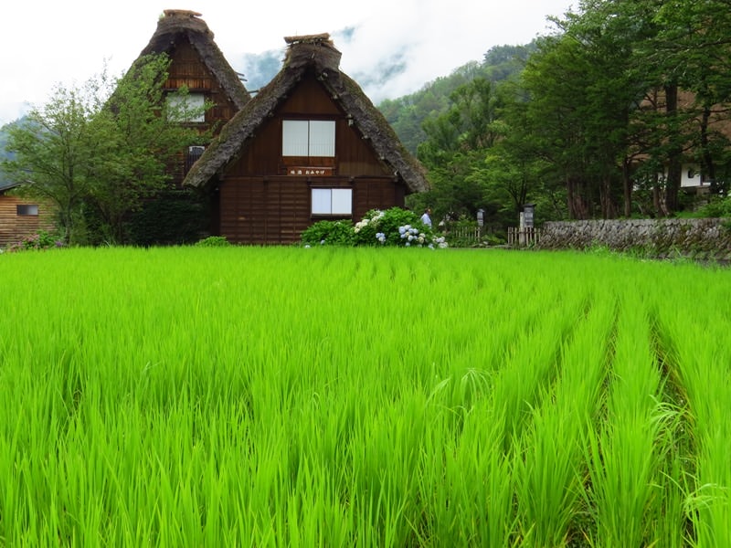 Day7-1遺世獨立的合掌村─白川鄉荻町