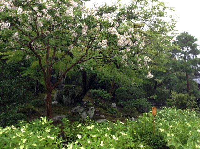 Day8京都嵐山雨中行─西本願寺、松枝料理店、天龍寺