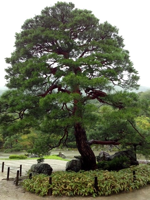 Day8京都嵐山雨中行─西本願寺、松枝料理店、天龍寺