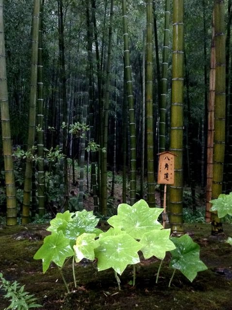 Day8京都嵐山雨中行─西本願寺、松枝料理店、天龍寺