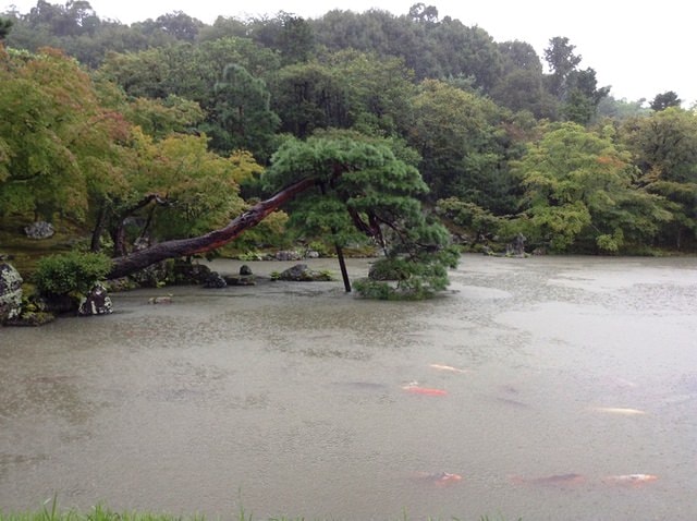 Day8京都嵐山雨中行─西本願寺、松枝料理店、天龍寺