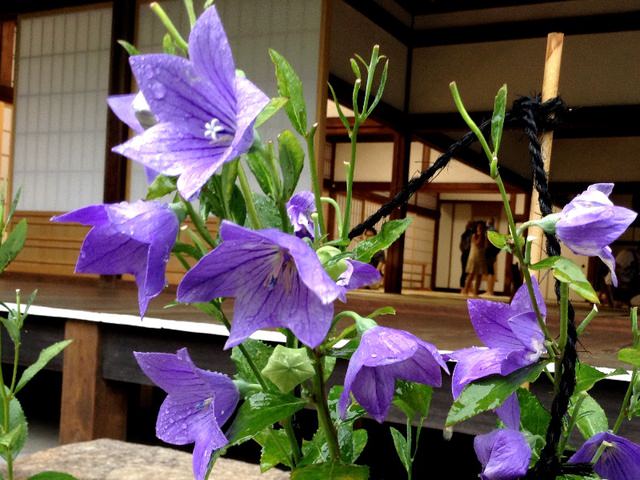 Day8京都嵐山雨中行─西本願寺、松枝料理店、天龍寺