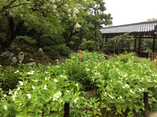 Day8京都嵐山雨中行─西本願寺、松枝料理店、天龍寺