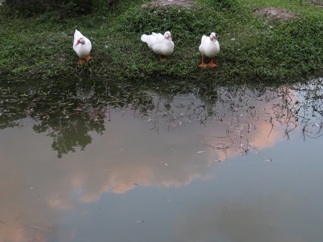 【台北】大湖公園也有落羽松
