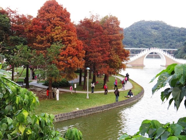 【台北】大湖公園也有落羽松