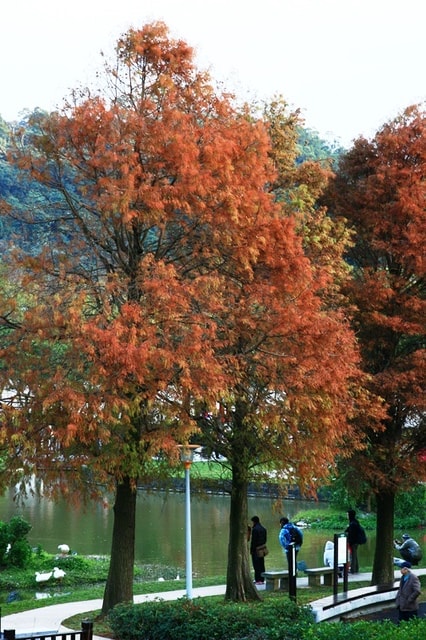【台北】大湖公園也有落羽松