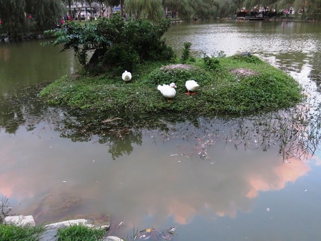 【台北】大湖公園也有落羽松